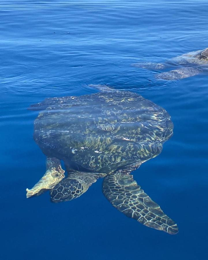 UalapueMolokai Island Retreat With Beautiful Ocean Views And Pool - Newly Remodeled!アパートメント エクステリア 写真